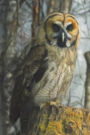 Owl In The Wood - Lined Notebook with Margins: 101 Pages, Medium Ruled, 6 x 9 Journal, Soft Cover