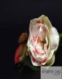 Notebook: amaryllis 2 : Notebook Journal Diary, 120 pages, 8