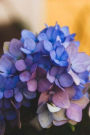 Hydrangea Journal