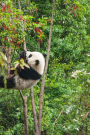 Darling Panda Hanging in the Trees: 150 page lined 6 x 9 notebook/diary/journal