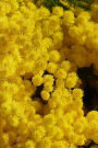 Glorious Golden Wattle Australia's Floral Emblem: Notebook, 150 lined pages, softcover, 6 x 9