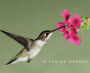 In Loving Memory Funeral Guest Book - Hummingbird Hardcover