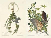 Alternative view 4 of The Birds of America