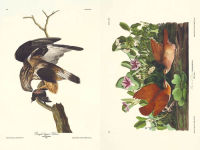Alternative view 7 of The Birds of America
