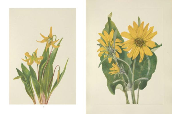 Wild Flowers of North America: Botanical Illustrations by Mary Vaux Walcott