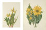 Alternative view 11 of Wild Flowers of North America: Botanical Illustrations by Mary Vaux Walcott