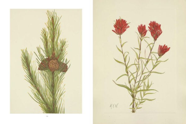 Wild Flowers of North America: Botanical Illustrations by Mary Vaux Walcott