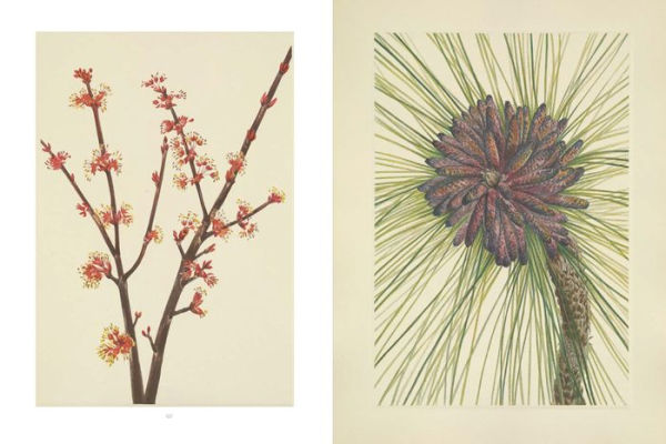 Wild Flowers of North America: Botanical Illustrations by Mary Vaux Walcott