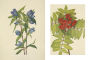 Alternative view 17 of Wild Flowers of North America: Botanical Illustrations by Mary Vaux Walcott