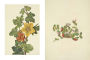 Alternative view 18 of Wild Flowers of North America: Botanical Illustrations by Mary Vaux Walcott