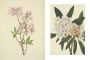 Alternative view 19 of Wild Flowers of North America: Botanical Illustrations by Mary Vaux Walcott