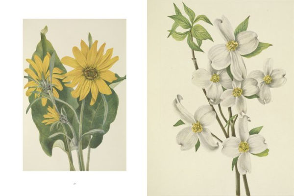 Wild Flowers of North America: Botanical Illustrations by Mary Vaux Walcott