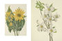 Alternative view 4 of Wild Flowers of North America: Botanical Illustrations by Mary Vaux Walcott