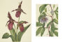 Alternative view 5 of Wild Flowers of North America: Botanical Illustrations by Mary Vaux Walcott