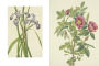 Alternative view 6 of Wild Flowers of North America: Botanical Illustrations by Mary Vaux Walcott