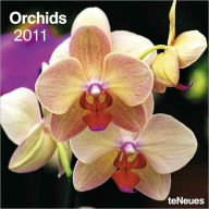 2011 Orchids Wall Calendar