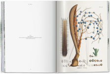 Alternative view 6 of Martius. The Book of Palms