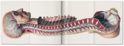 Alternative view 3 of Bourgery. Atlas of Human Anatomy and Surgery