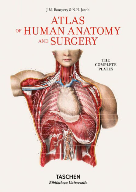 atlas of human anatomy for the artist by stephen rogers peck pdf