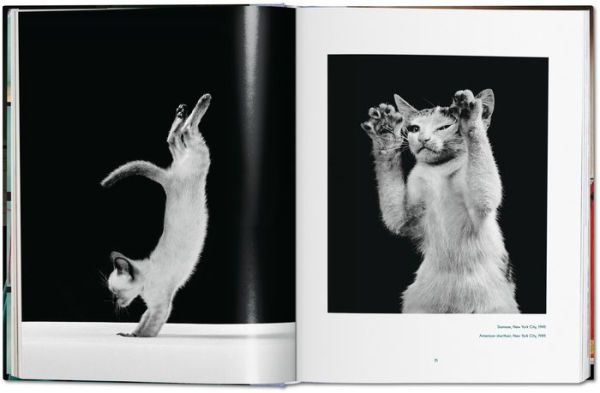 Walter Chandoha. Cats. Photographs 1942-2018