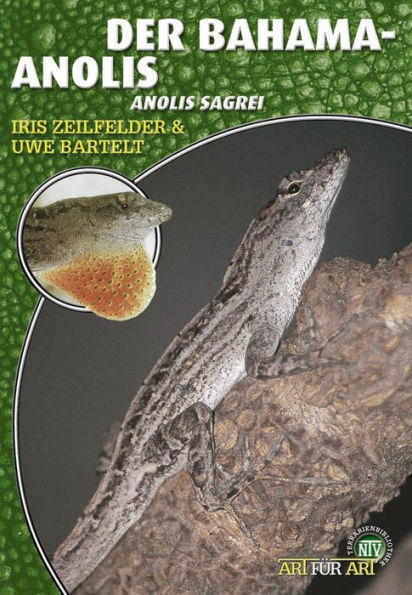 Der Bahama-Anolis: Anolis sagrei