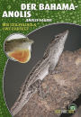 Der Bahama-Anolis: Anolis sagrei
