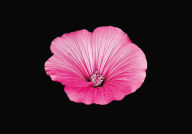 Title: The Blooming Book: Flamboyant Flowers