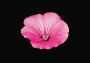 The Blooming Book: Flamboyant Flowers