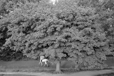 Alternative view 7 of Tod Papageorge: War & Peace in New York: Photographs 1966-1970