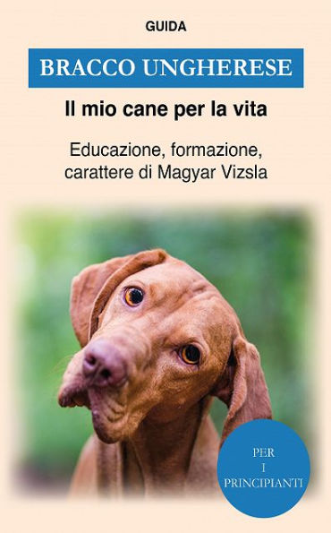 Bracco Ungherese: Educazione, formazione, carattere di Magyar Vizsla