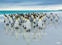 PENGUIN LAND