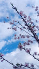 Hanami