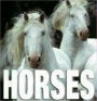 Horses (MiniCube)