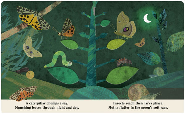Bugs: A Peek-Through Board Book