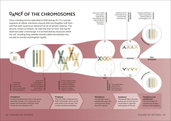 Simply Genetics: Facts Made Fast