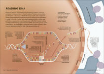 Alternative view 15 of Simply Genetics: Facts Made Fast