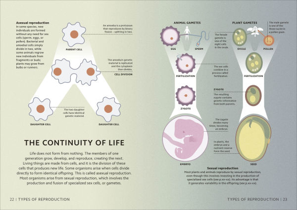 Simply Genetics: Facts Made Fast