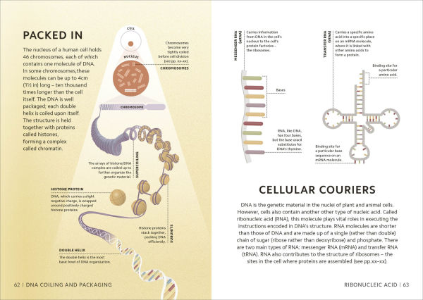 Simply Genetics: Facts Made Fast