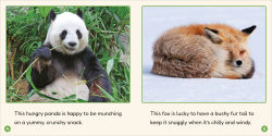 Alternative view 5 of Phonic Books Lift-Off Readers Ending Spelling Patterns