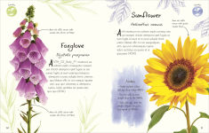 Alternative view 2 of An Anthology of Flowers: A Collection of Flowers from Gardens, Woodlands, Mountains and More