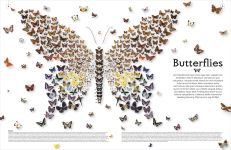 Alternative view 2 of Shapes of Nature: A Kaleidoscope of the Natural World