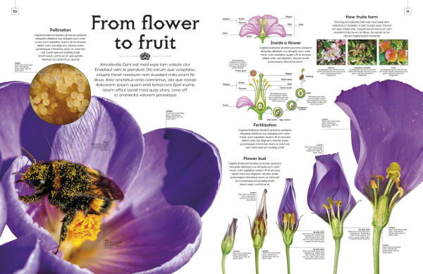 Shapes of Nature: A Kaleidoscope of the Natural World