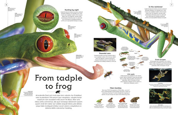 Shapes of Nature: A Kaleidoscope of the Natural World