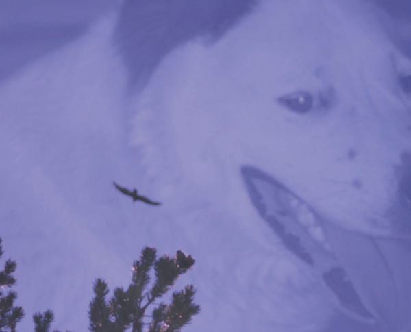 Double Vision: The Art of Animals and Scenery: