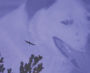 Double Vision: The Art of Animals and Scenery: