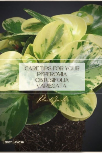 Care Tips For Your Peperomia Obtusifolia Variegata Plant Guide By