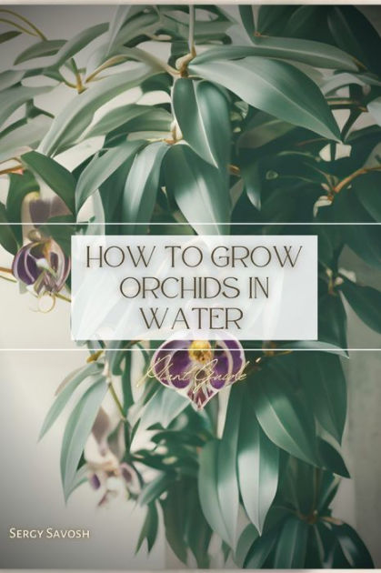 How To Grow Orchids In Water Plant Guide By Sergy Savosh Paperback Barnes Noble