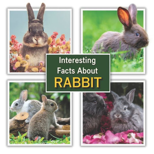 Interesting Facts about Rabbit Rabbit Educational Wildlife Picture