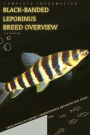 Black-banded leporinus: From Novice to Expert. Comprehensive Aquarium Fish Guide
