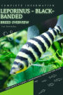 Leporinus - Black-banded: From Novice to Expert. Comprehensive Aquarium Fish Guide